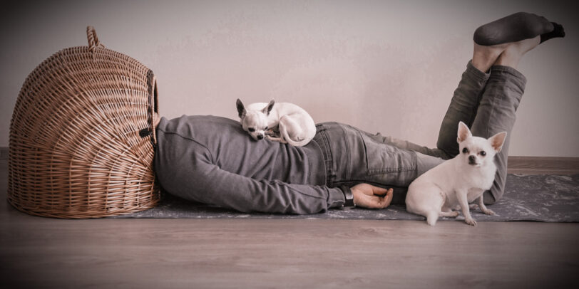 Beratung Hundekauf Mann mit Kopf in einem Weidekorb erschöpft zwei kleine Hunde sitzen auf Rücken