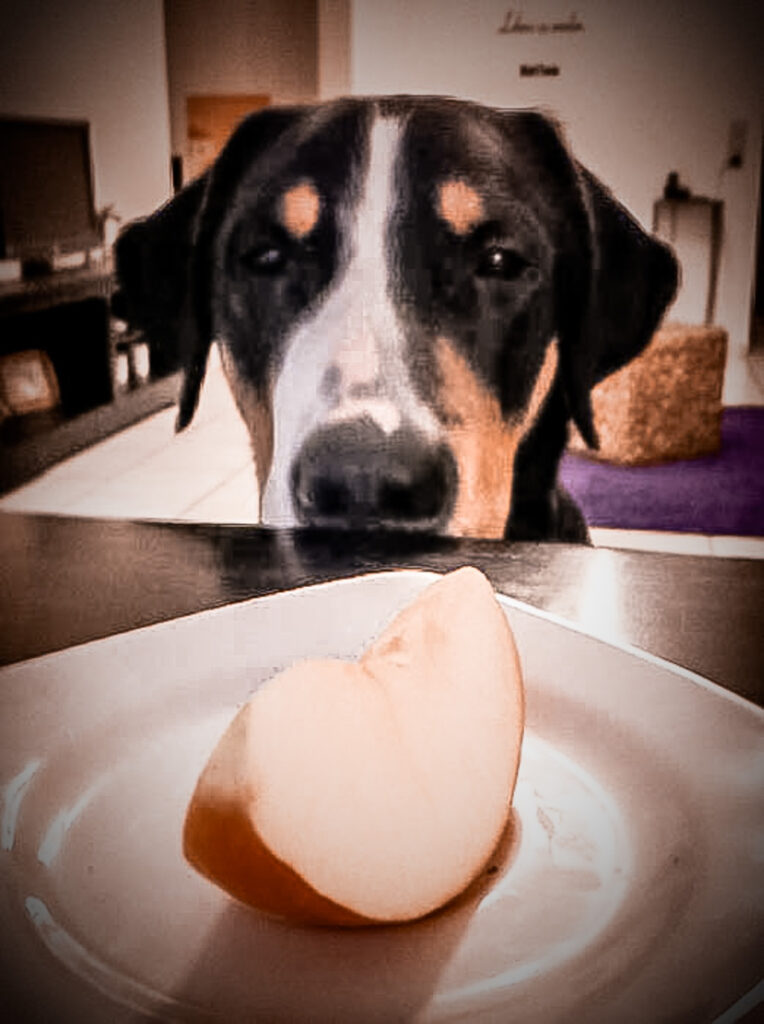 Hund schaut über Tischkante auf einen stück Apfel Ernährung