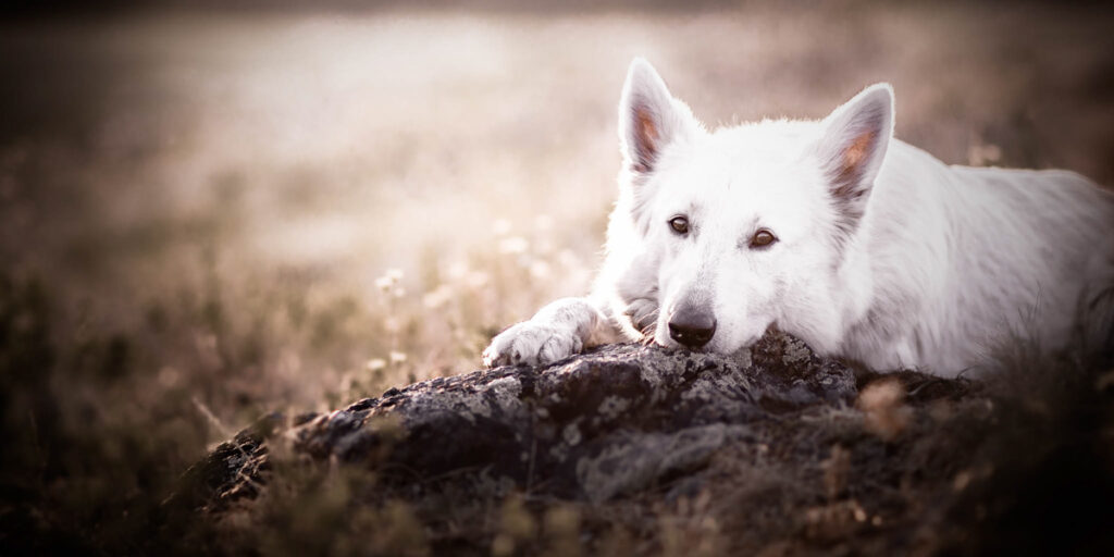weißer Hund liegt auf einem Stein Coaching Canophobie