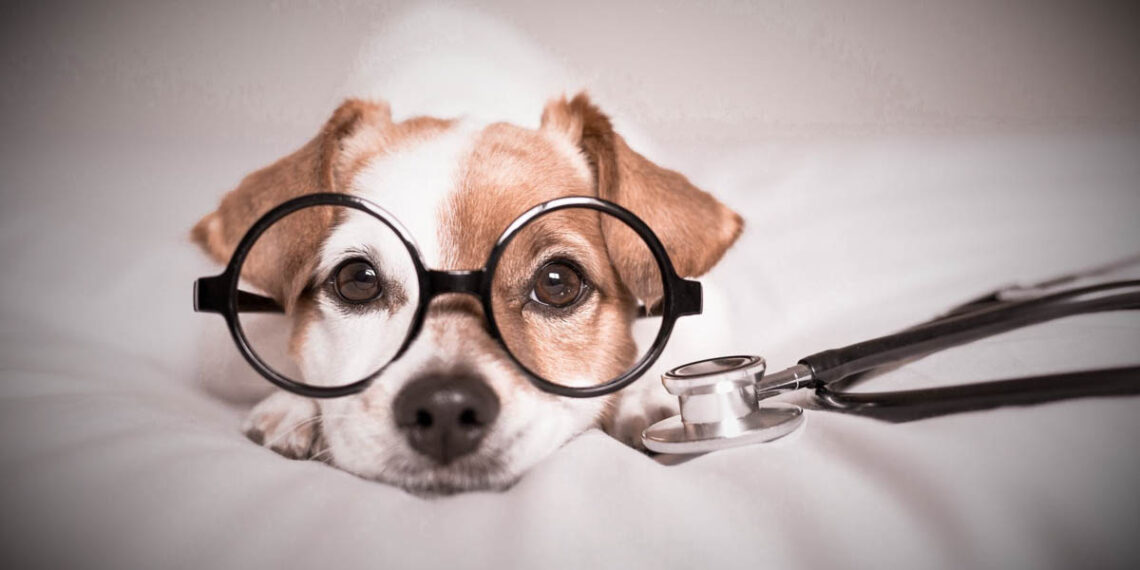 Hund Brille Erste Hilfe Stethoskop