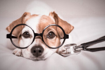 Hund Brille Erste Hilfe Stethoskop