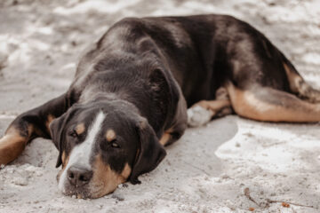 Ruhe und Wouhlfühlen entspannter Hund im Sand