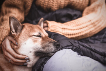 Workshop Wohlfühlteam Mensch-Hund entspannter Hund lehnt sich an Oberschenkel Frau behutsam im Arm