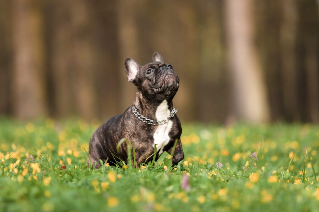französische Bulldogge sitzt aufmerksam im Gras